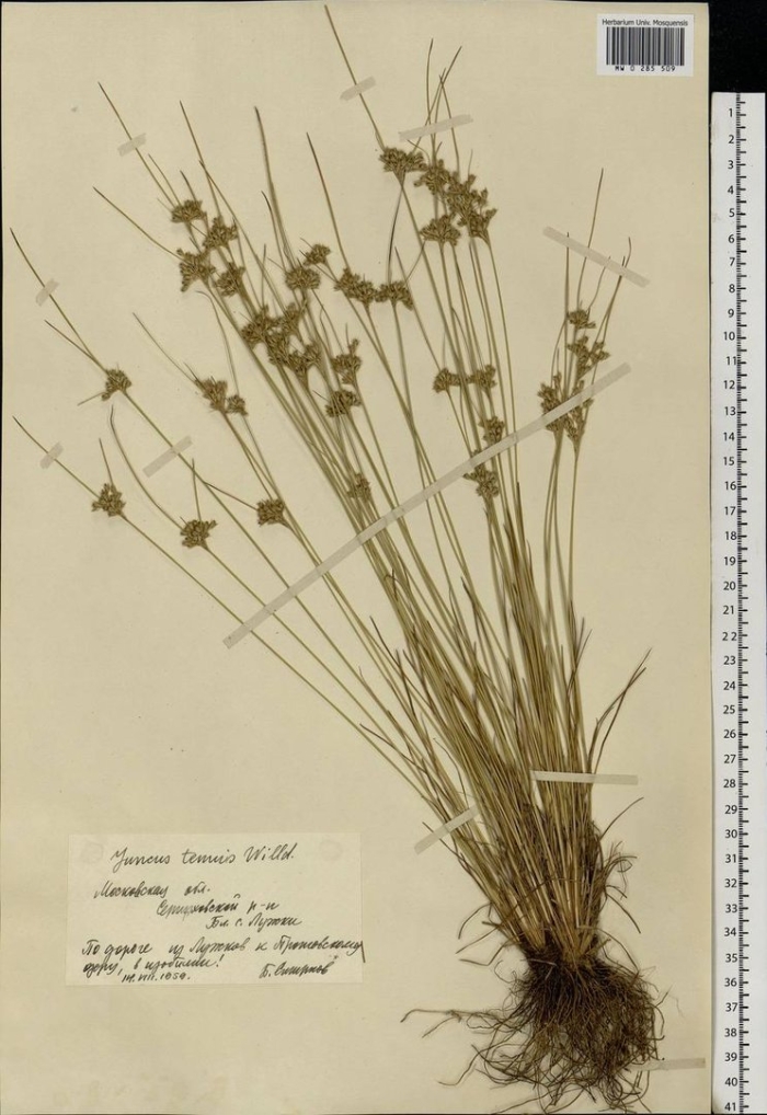 Juncus thomsonii