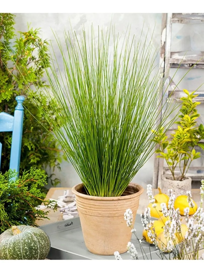 Ситник мечелистный голубая стрела