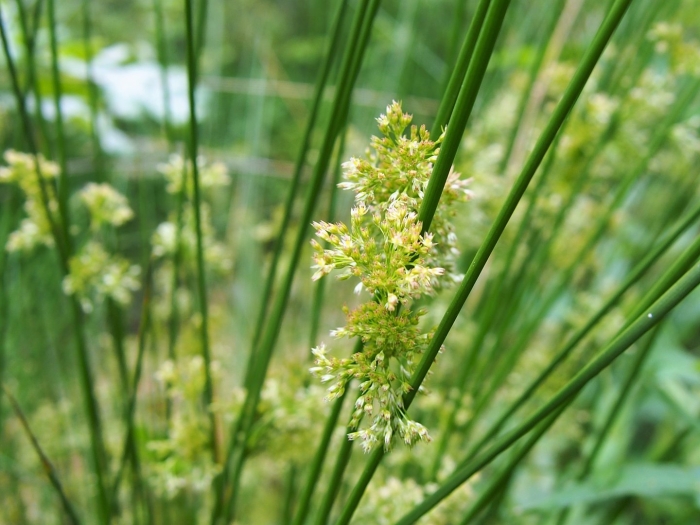 Juncus effusus