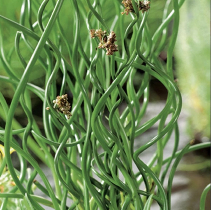 Juncus effusus spiralis