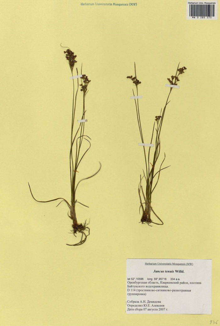 Ситник сплюснутый