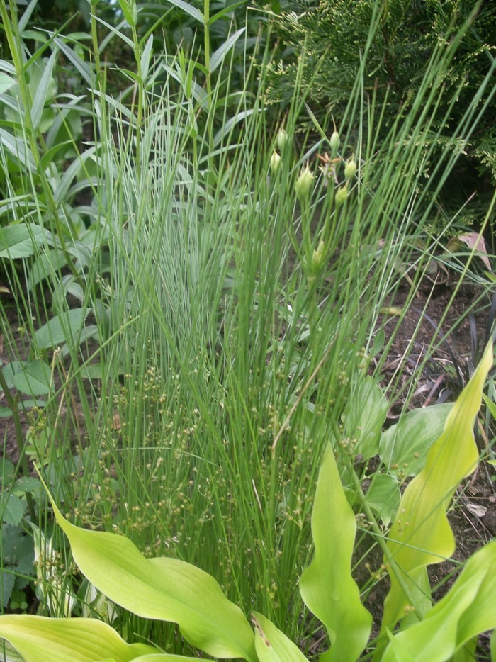 Ситник мечелистный стархеад