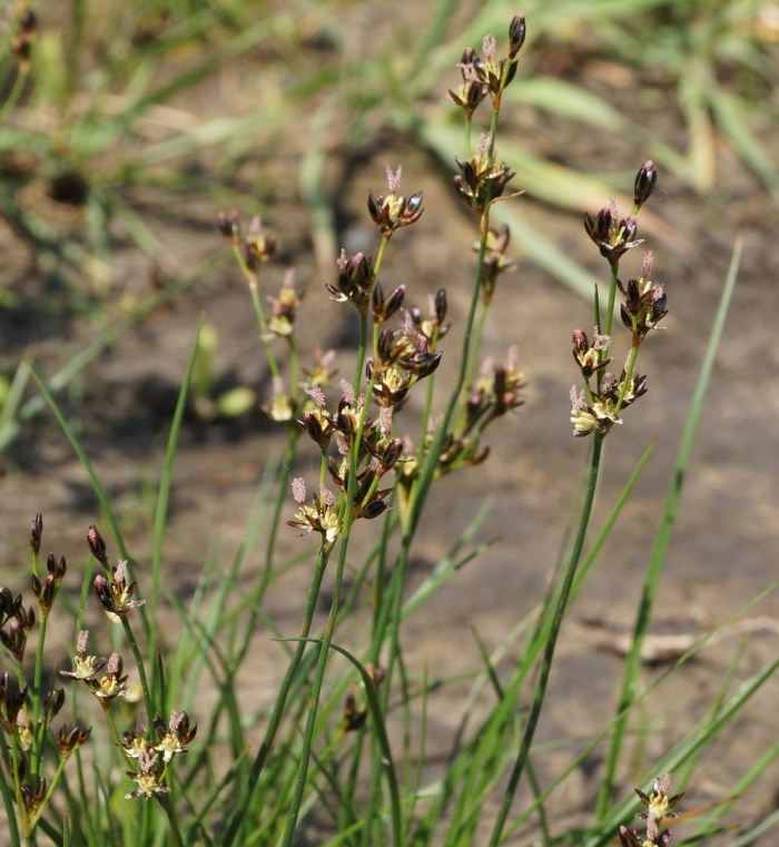 Juncus gerardii