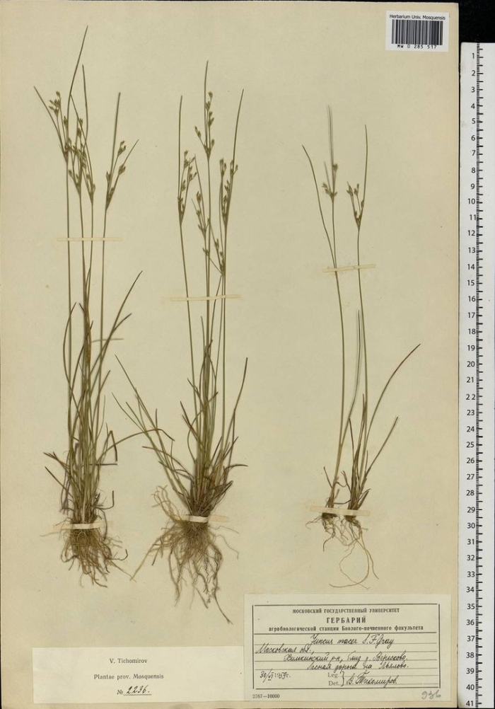 Ситник гербарий