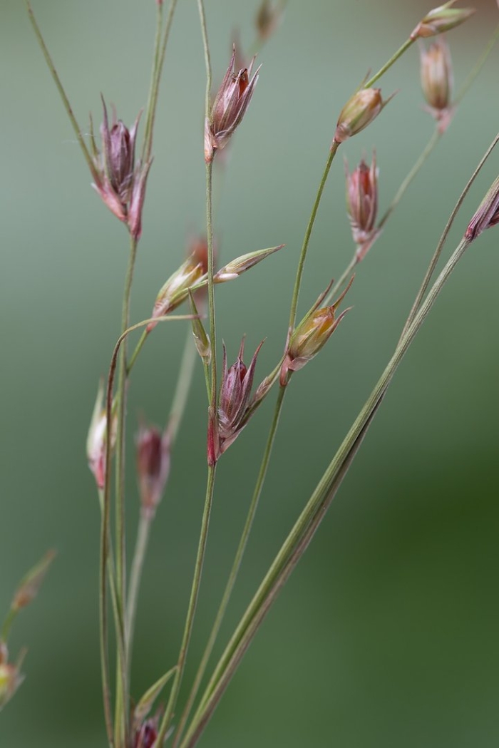 Juncus bufonius