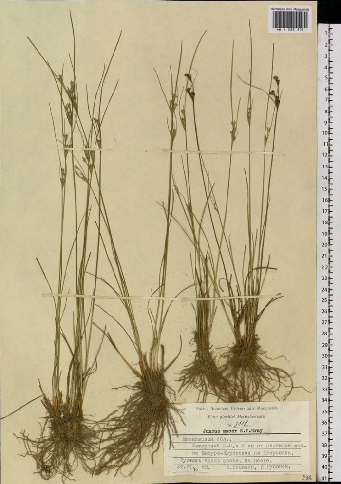 Ситник нитевидный