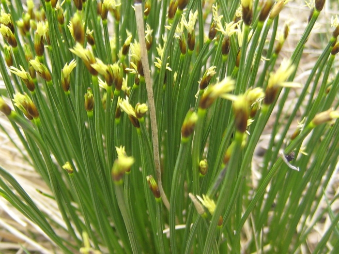 Trichophorum cespitosum