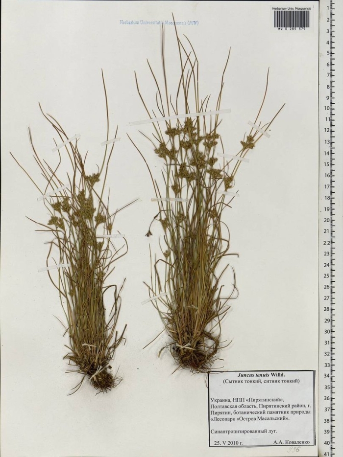 Ситник мечелистный (juncus ensifolius)