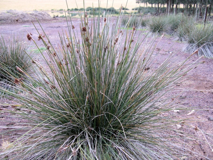 Sporobolus cryptandrus