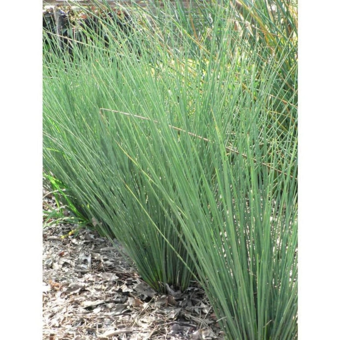 Ситник склоняющийся