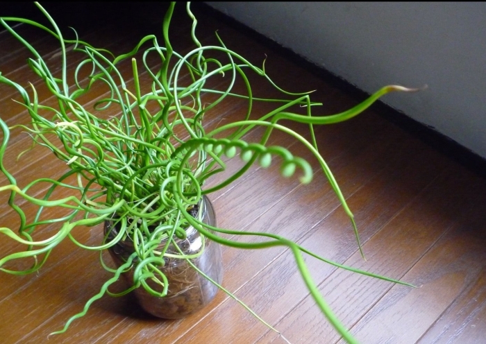 Джункус спиралис