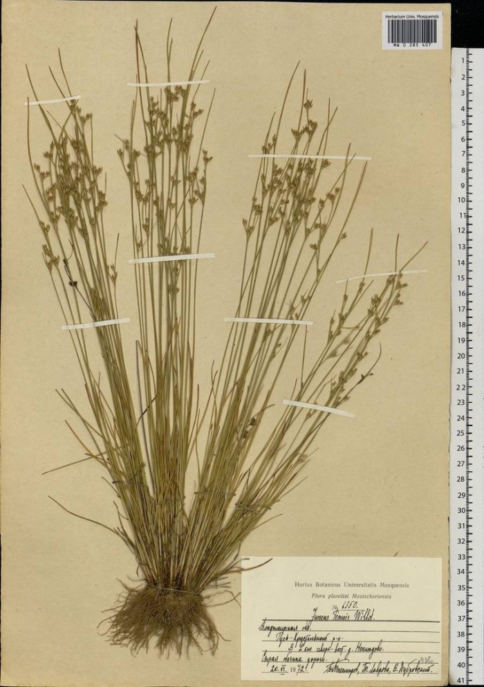 Ситник тонкий блю