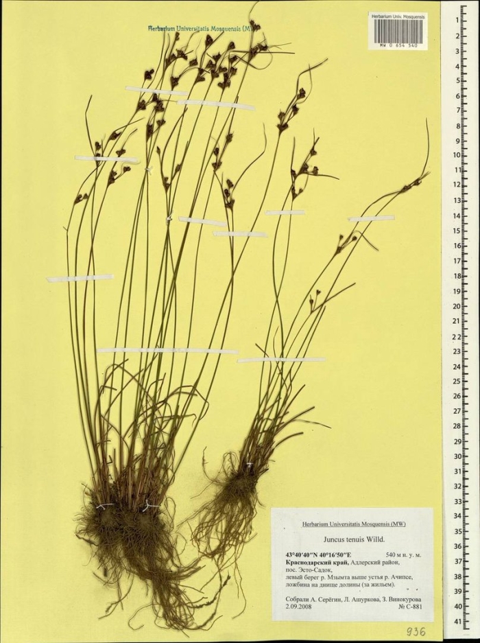 Juncus tenuis