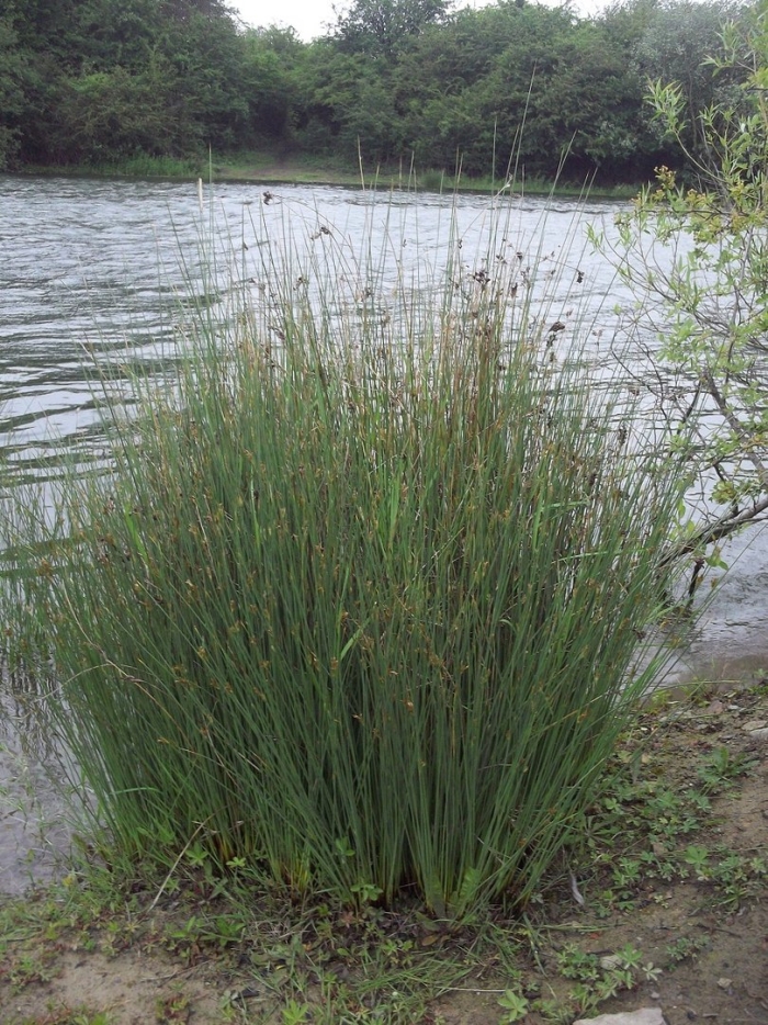 Ситник склоняющийся (juncus inflexus)