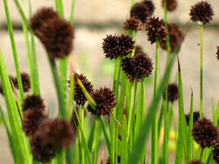 Juncus conglomeratus