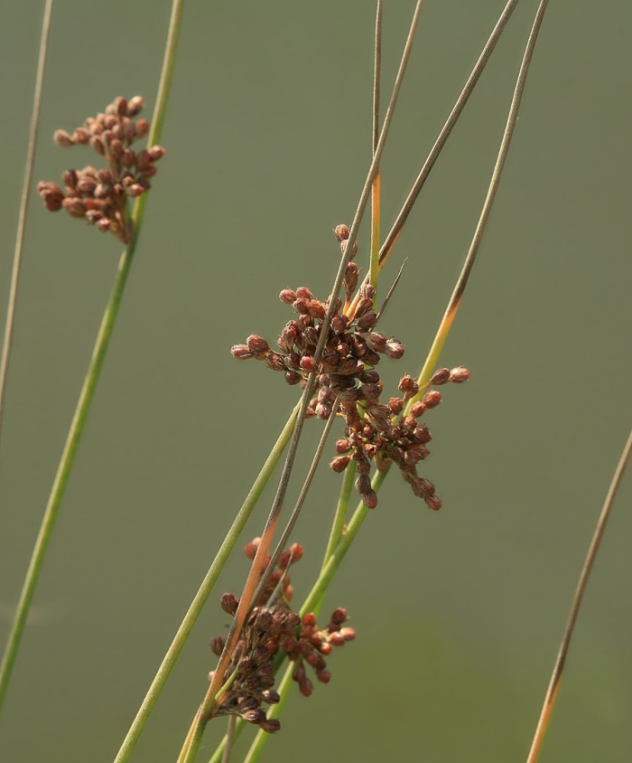 Juncus decipiens