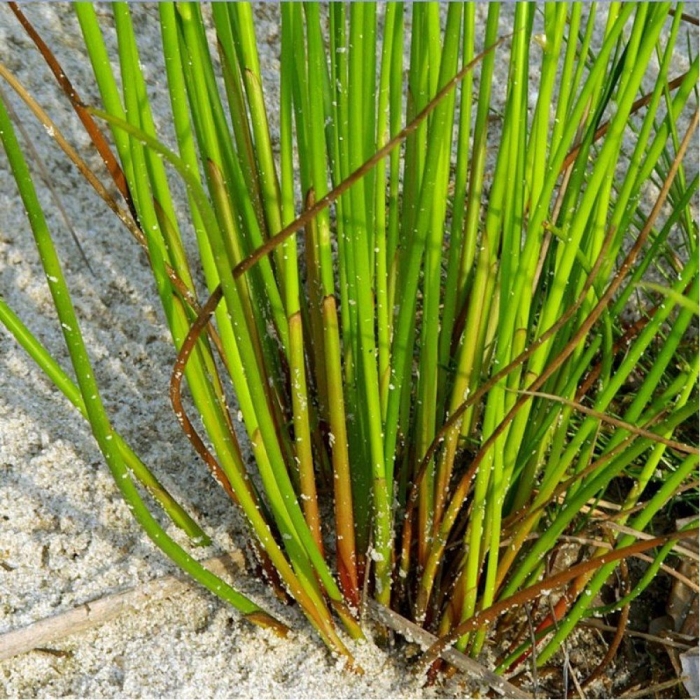 Ситник развесистый juncus effusus