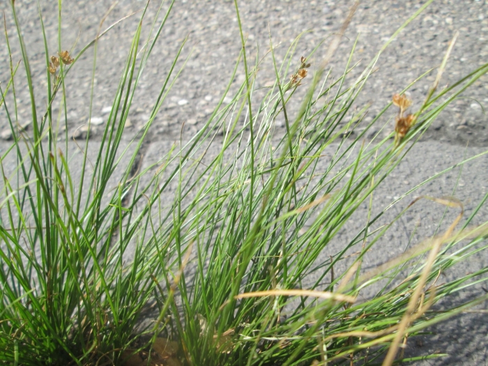 Juncus biglumis
