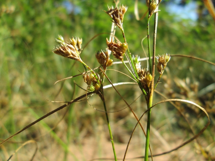 Juncus roemerianus