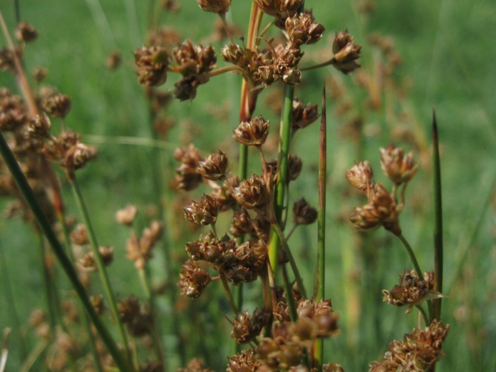 Juncus acutus