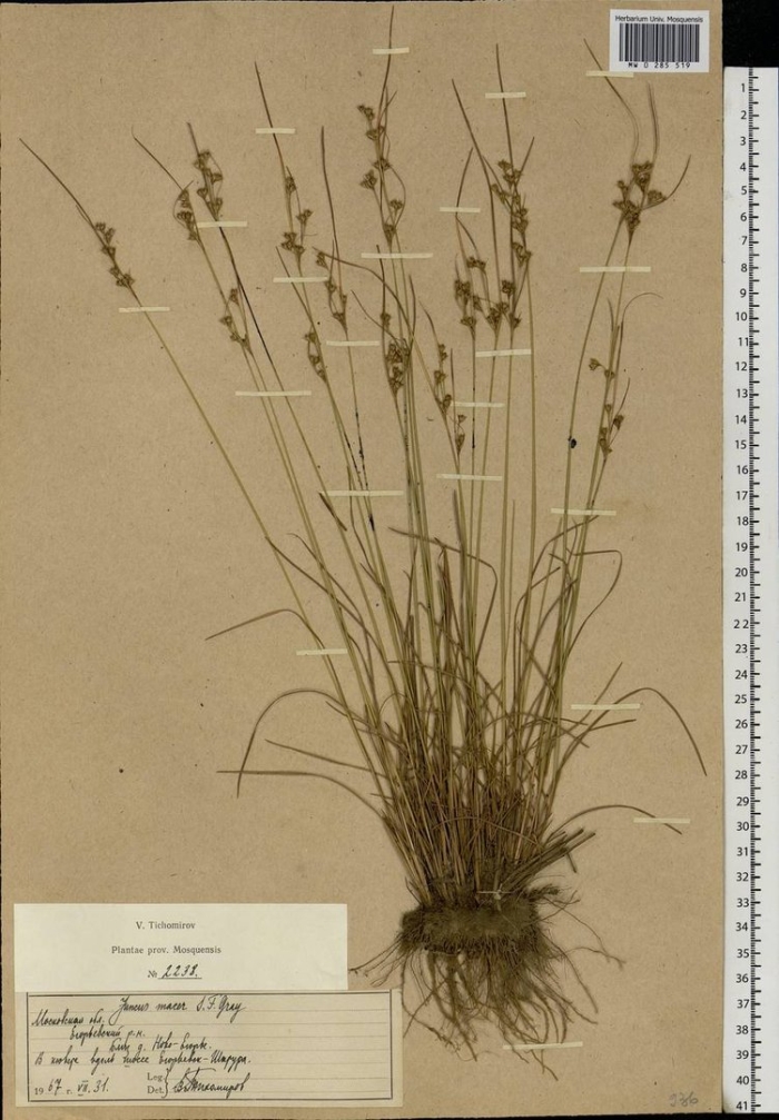 Ситник мечелистный