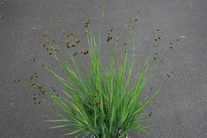 Ситник блю дарт