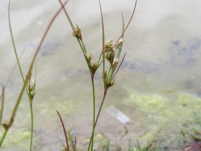 Juncus filiformis