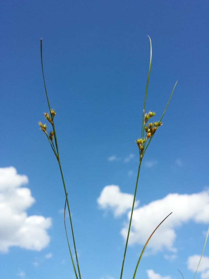 Juncus articulatus
