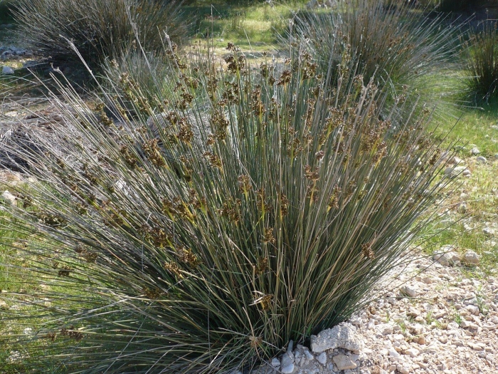 Ситник (juncus)