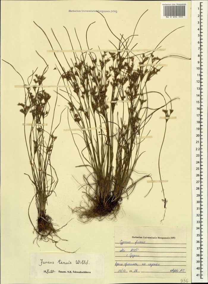 Ситник мечелистный (джункус)