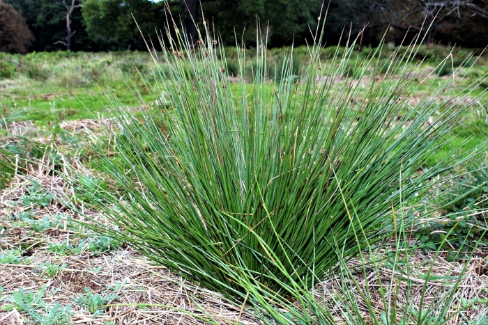 Juncus effusus