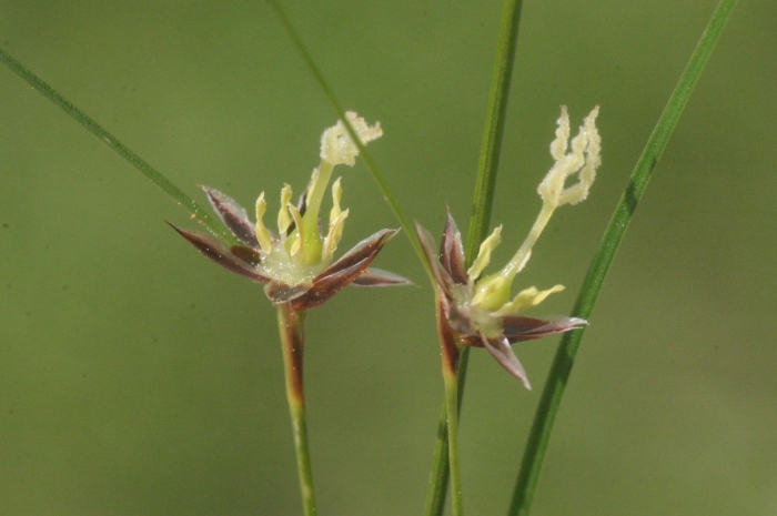 Juncus capitatus