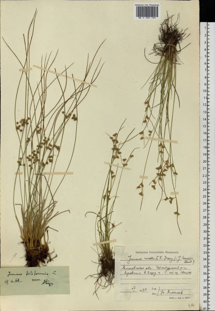 Ситник сплюснутый juncus compressus