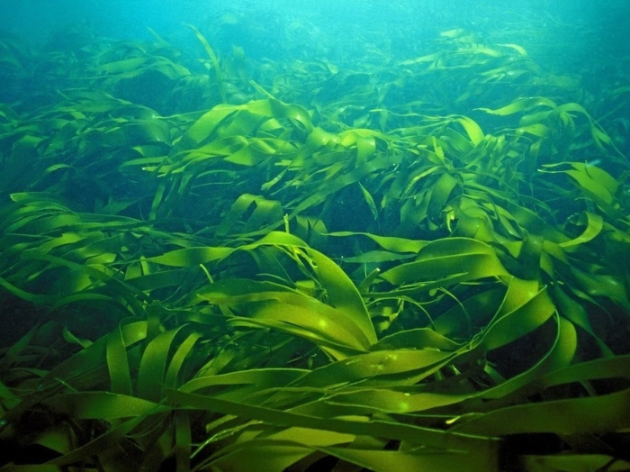 Ламинария морская капуста