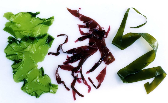 Ламинария порфира