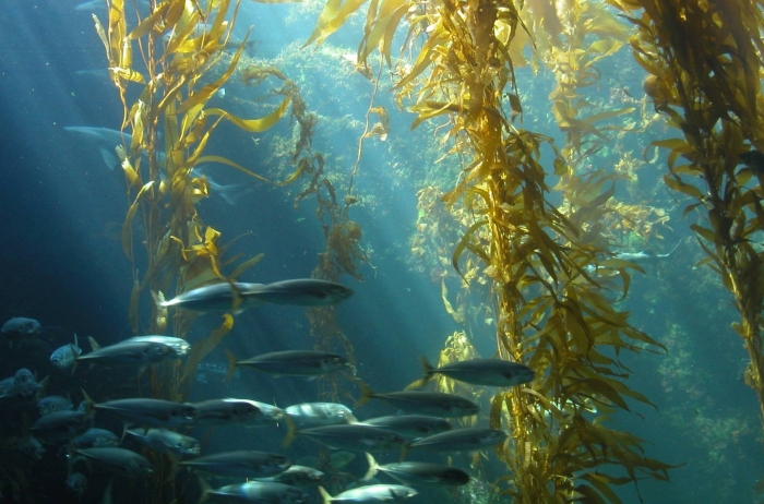 Бурые водоросли фукус