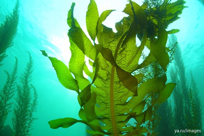 Водоросли красивые