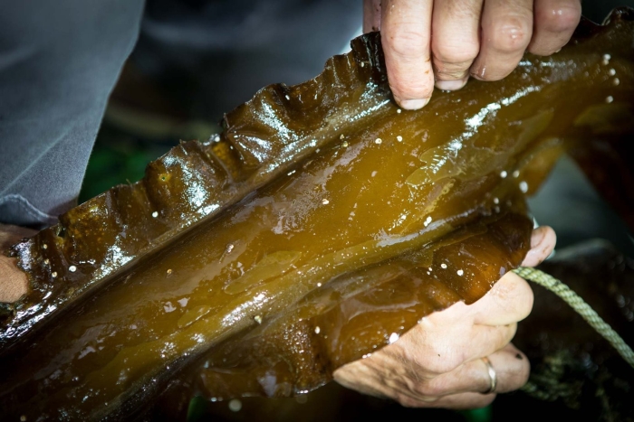 Водорослевое обертывание ламинария