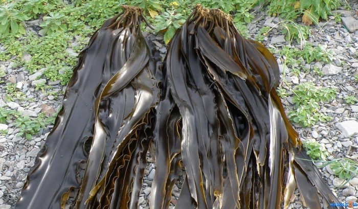 Царство ламинарии (морская капуста)