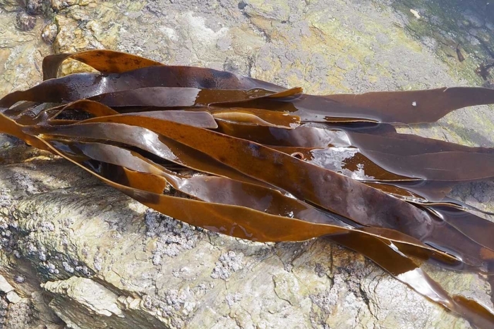 Ламинария бурые водоросли