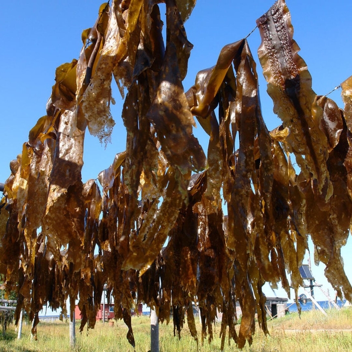 Морские водоросли ламинария