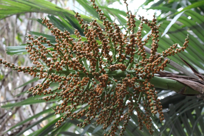 Arenga pinnata