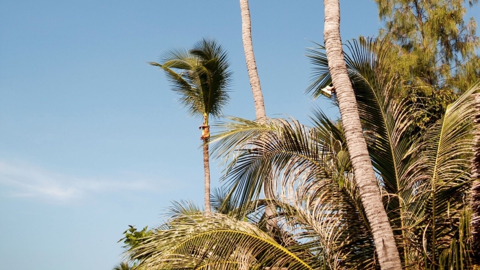Пальма дерево