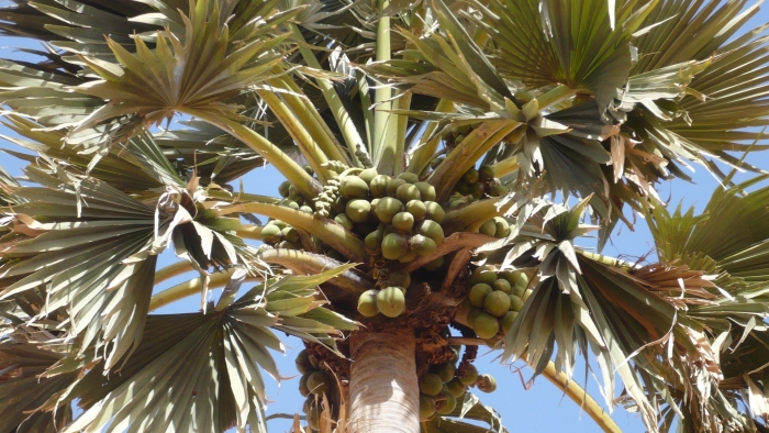 Лодоицея сейшельская пальма