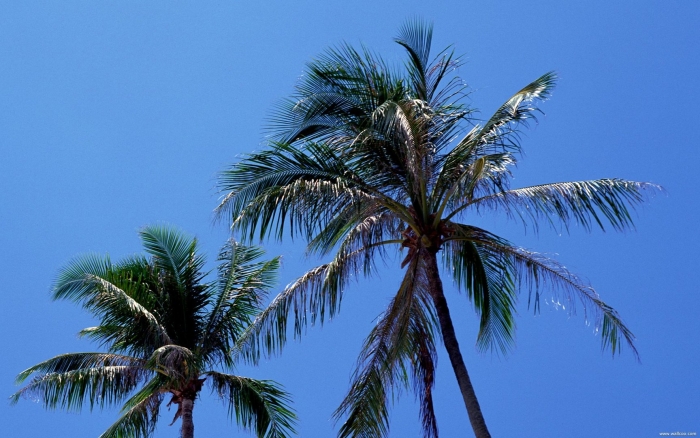 Coconut palm