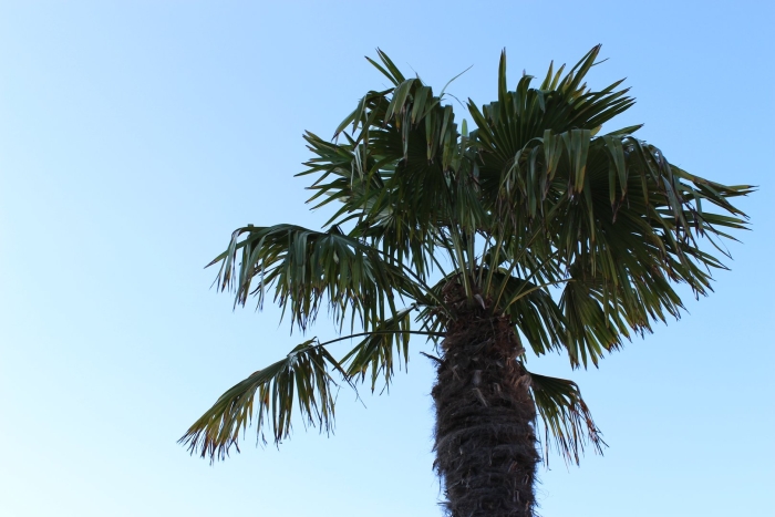 Пальмировая пальма