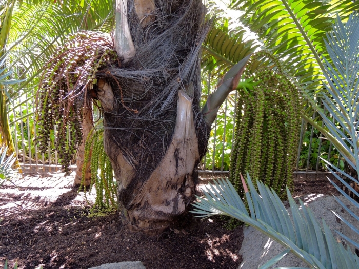 Lepidozamia peroffskyana