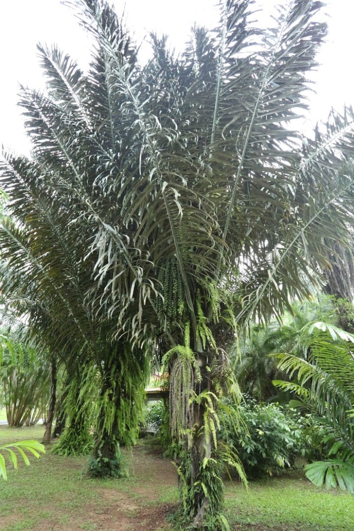 Аренга пальма