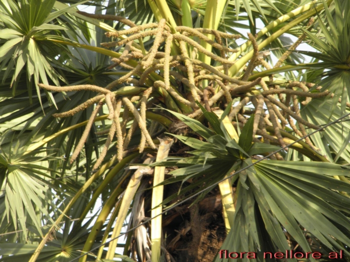 Borassus flabellifer