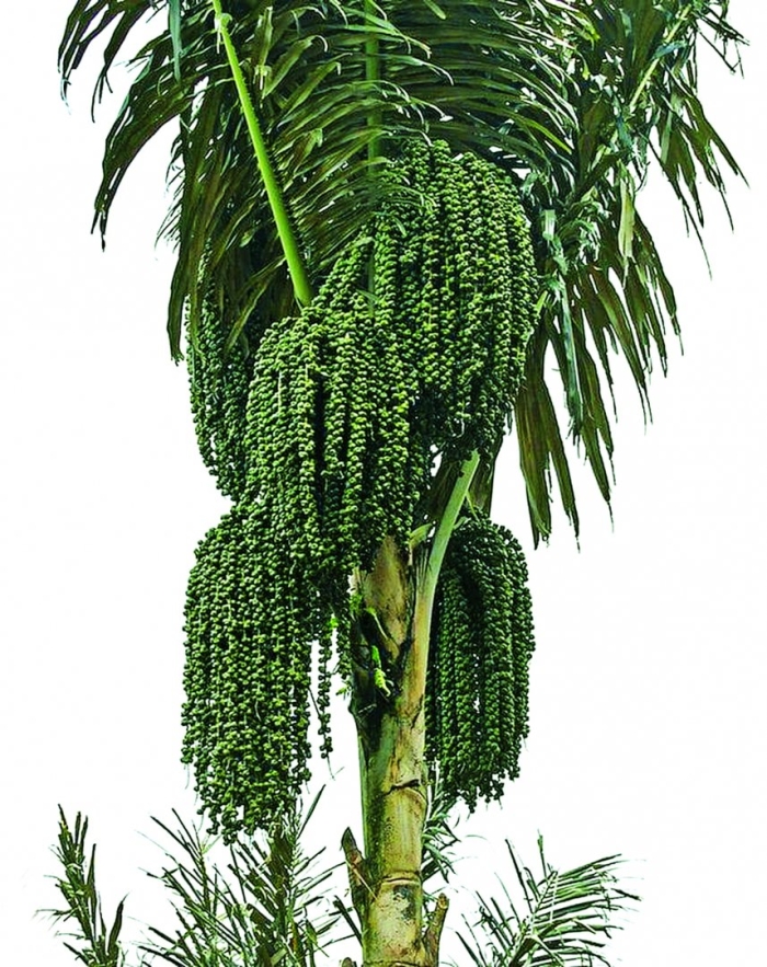 Сахарная пальма аренга